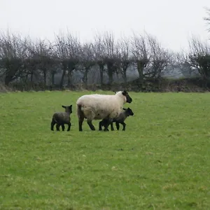 Evergreen Ireland